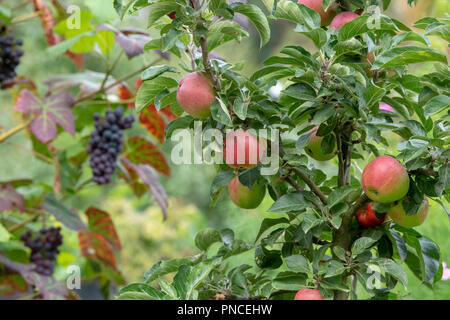 Malus domestica. Pommes sur un arbre en face de raisins sur la vigne dans un jardin anglais Banque D'Images