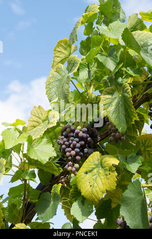 Vitis '3068' bleu raisin. Grapevine 3068 'BLUE' Banque D'Images