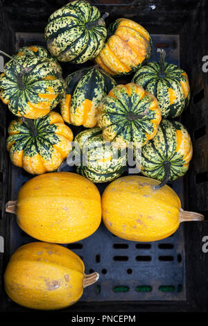 Citrouilles dans un bac en plastique à partir de ci-dessus à un flower show UK Banque D'Images