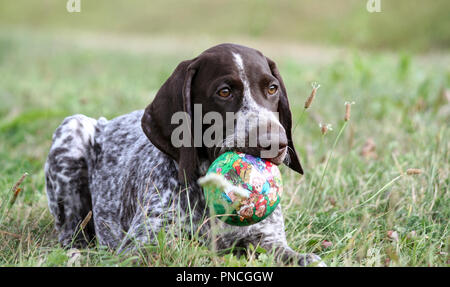 Braque Allemand, un kurtshaar chiot tacheté brun se trouve sur l'herbe verte, tenant une petite boule verte dans sa bouche, l'animal semble légèrement Banque D'Images