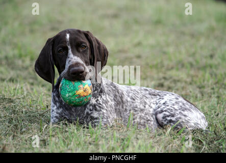 Braque Allemand, un kurtshaar chiot tacheté brun se trouve sur l'herbe verte, tenant une petite boule verte dans sa bouche, le chien est à la Banque D'Images