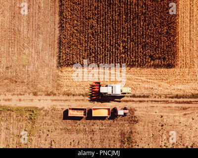 Photographie aérienne de moissonneuse-batteuse, verser les grains de maïs récoltés dans le tracteur cargo panier Banque D'Images
