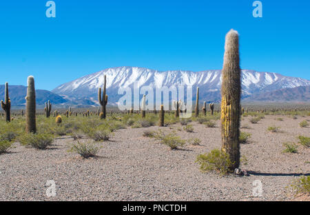 Un paysage avec cactus (Echinopsis atacamensis) dans le désert avec les montagnes enneigées en arrière-plan prises au Parc National Los Cardones, dans Payogast Banque D'Images