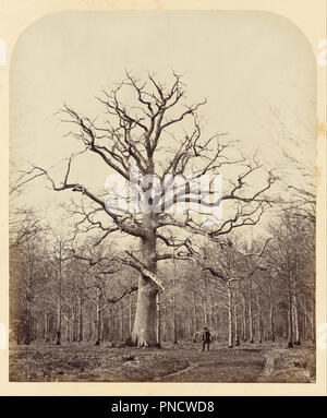 Le Queen Anne's Oak. Date/période : 1864. L'impression. Épreuve à l'argent. Hauteur : 286 mm (11.25 in) ; Largeur : 237 mm (9,33 in). Auteur : James Sinclair, 14e comte de Caithness. Banque D'Images