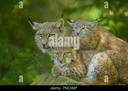 Le Lynx d'Eurasie, Lynx lynx, femme avec deux chatons, Germany, Europe Banque D'Images