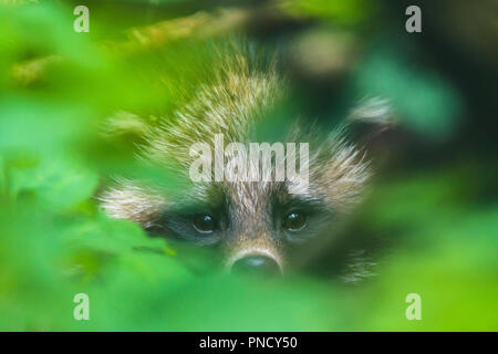 Nyctereutes procyonoides, chien viverrin, Portrait Banque D'Images