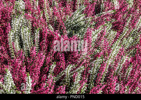 Bruyère commune Calluna vulgaris, fleurs jardin coloré Banque D'Images
