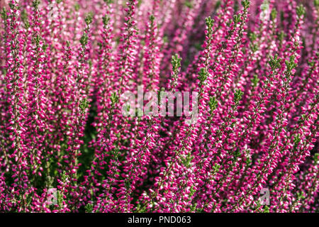 Fleurs de bruyère commune Calluna vulgaris, cultivars de jardin colorés Banque D'Images