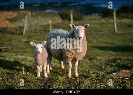 Mère de moutons et l'agneau à la caméra au nord de l'Ecosse - ks25699 BAU001 HARS, Ecosse Banque D'Images