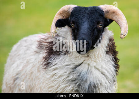 Un mouton sur l'île d'Achill, Comté de Mayo en Irlande. Banque D'Images