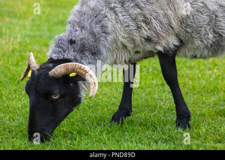 Un mouton sur l'île d'Achill, Comté de Mayo en Irlande. Banque D'Images