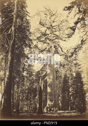 Sequoia Gigantea - 'Grizzly Giant' - Mariposa Grove. Date/période : 1861 ; impression ca. 1866. L'impression. Épreuve à l'argent. Hauteur : 521 mm (20,51 po) ; Largeur : 381 mm (15 in). Auteur : Carleton Watkins. Banque D'Images