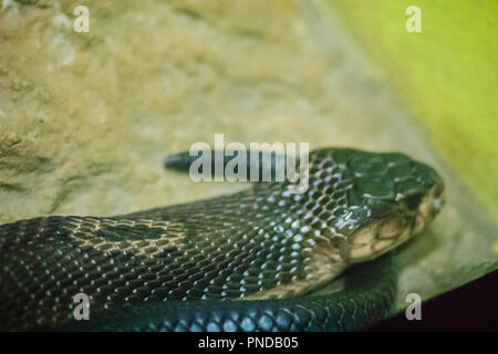 L'monocled (naja kaouthia), appelé aussi monocellate cobra, Cobra est une espèce répandue dans l'ensemble du sud et du Sud-Est. Banque D'Images