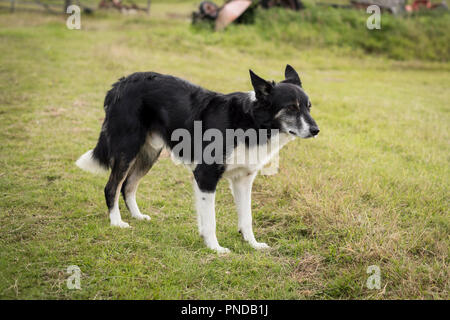 Border Collie avec un trimestre Australian Kelpie en attente dans un champ sur un croft en Sutherland, Ecosse Banque D'Images