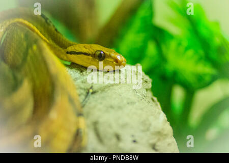 À dents de chien cat-eye (Boiga cynodon) dans la ferme aux serpents. Boiga cynodon, communément appelé le chien chat à dents de serpent, est une espèce nocturne de l'arrière-fang Banque D'Images