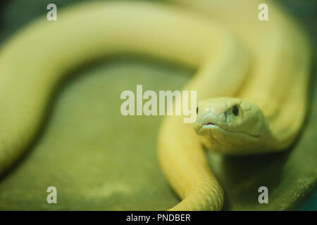 L'monocled (naja kaouthia), appelé aussi monocellate cobra, Cobra est une espèce répandue dans l'ensemble du sud et du Sud-Est. Banque D'Images