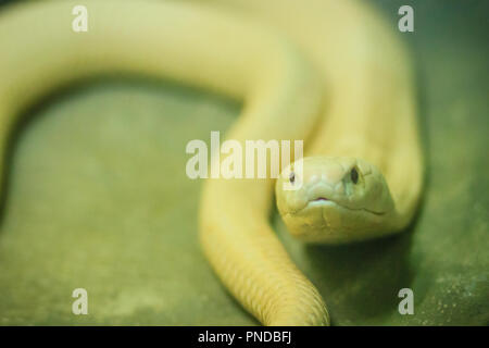 L'monocled (naja kaouthia), appelé aussi monocellate cobra, Cobra est une espèce répandue dans l'ensemble du sud et du Sud-Est. Banque D'Images