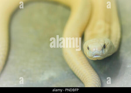 L'monocled (naja kaouthia), appelé aussi monocellate cobra, Cobra est une espèce répandue dans l'ensemble du sud et du Sud-Est. Banque D'Images