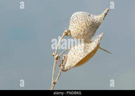 Deux automne vide d'asclépiades sauvages ou Asclepias pods à côte du lac Banque D'Images
