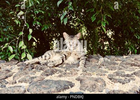 Kitty se détendre dans Hawaii Banque D'Images