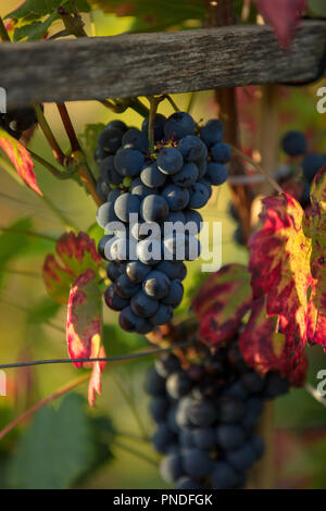 Les raisins et feuilles de vigne Vitis Vinifera de hambourg noir, qui se tournent rouge avec des veines vertes au début de l'automne, rétroéclairé par la fin des rayons de soleil du soir. Banque D'Images