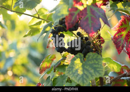 Les raisins et feuilles de vigne Vitis Vinifera de hambourg noir, qui se tournent rouge avec des veines vertes au début de l'automne, rétroéclairé par la fin des rayons de soleil du soir. Banque D'Images