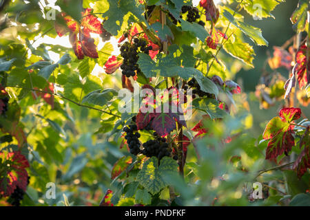 Les raisins et feuilles de vigne Vitis Vinifera de hambourg noir, qui se tournent rouge avec des veines vertes au début de l'automne, rétroéclairé par la fin des rayons de soleil du soir. Banque D'Images