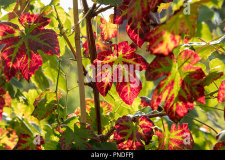 Les feuilles de vigne de Vitis Vinifera hambourg noir rouge tournant avec nervures vertes à la fin de l'été, début de l'automne, rétroéclairé par la fin des rayons de soleil du soir. Banque D'Images