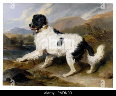 Lion : un chien de Terre-Neuve. Date/période : 1824 (peint) - 1824. Peinture à l'huile. Auteur :, SIR EDWIN HENRY LANDSEER. Banque D'Images