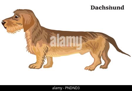 Portrait de l'article profil de teckel à poil dur (chien), vector illustration colorées isolé sur fond blanc Illustration de Vecteur