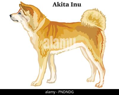 Portrait de l'article profil de chien Akita Inu, vector illustration colorées isolé sur fond blanc Illustration de Vecteur