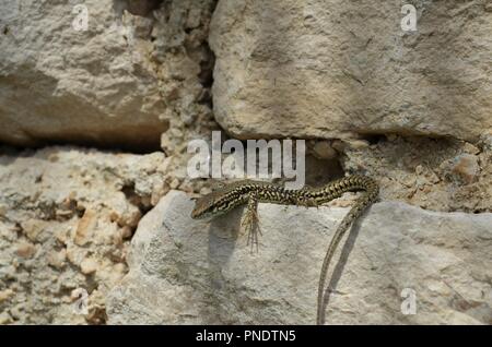 Lézard reptile est assis sur des pierres au soleil en Istrie en Croatie Banque D'Images