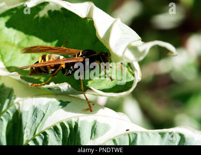 Veste jaune nourriture Wasp Banque D'Images