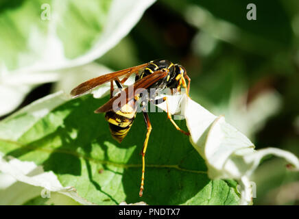 Veste jaune nourriture Wasp Banque D'Images