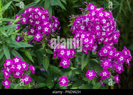 Jardin Phlox paniculata, fleurs violettes Banque D'Images