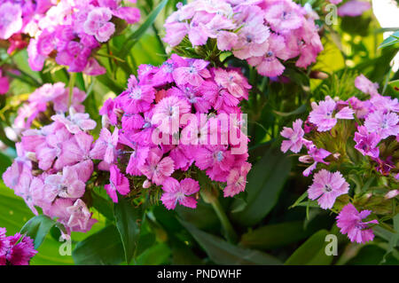 Dianthus caryophyllus fleurs fleurs rouges et roses du jardin d'gousse Banque D'Images