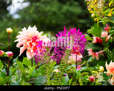 De superbes nuances de rose fleurs de dahlias et de la fin de l'été dans l'usine frontières à Chenies Manor Garden, Buckinghamshire en septembre. Banque D'Images