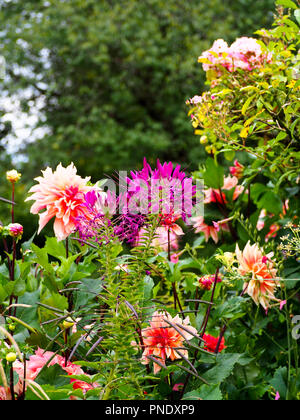 De superbes nuances de rose fleurs de dahlias et de la fin de l'été dans l'usine frontières à Chenies Manor Garden, Buckinghamshire en septembre. Banque D'Images