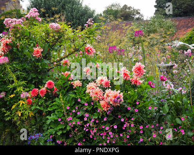 De superbes nuances de rose fleurs de dahlias et de la fin de l'été dans l'usine frontières à Chenies Manor Garden, Buckinghamshire en septembre. Banque D'Images