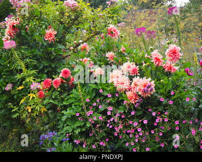 De superbes nuances de rose fleurs de dahlias et de la fin de l'été dans l'usine frontières à Chenies Manor Garden, Buckinghamshire en septembre. Banque D'Images