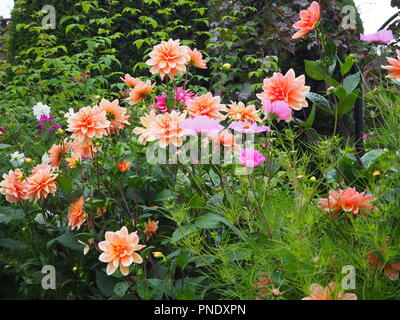 De superbes nuances de rose fleurs de dahlias et de la fin de l'été dans l'usine frontières à Chenies Manor Garden, Buckinghamshire en septembre. Banque D'Images