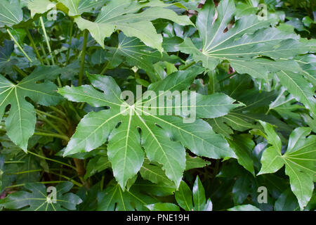 Vue rapprochée de la grandes feuilles vertes d'une usine de Fatsia Banque D'Images