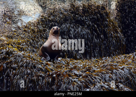 Une jeune otarie de Steller pup, partie d'une colonie, d'un couvert d'algues rookery dans la mer de Béring, dans les îles Aléoutiennes, Alaska, Unalaska. Banque D'Images