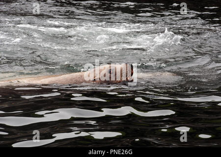 Un adulte otarie de Steller, partie d'une colonie, la natation dans les eaux de la mer de Béring, dans les îles Aléoutiennes, Alaska, Unalaska. Banque D'Images