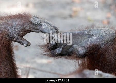 Orang-outan, Pongo pygmaeus, détail des mains et des pieds, Camp Leakey, Bornéo, Indonésie. Banque D'Images