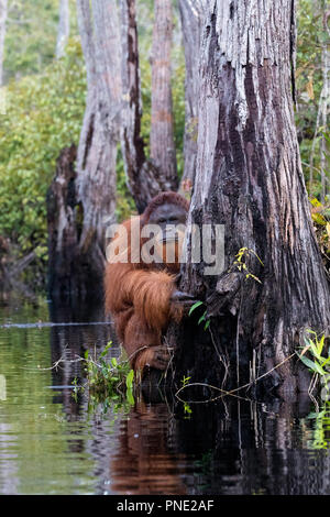 Hommes sauvages orang-outan, Pongo pygmaeus, sur la rivière Buluh Kecil, Bornéo, Indonésie. Banque D'Images