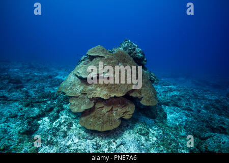 En forme de casque de grande colonie de corail. Porites Lutea.L'île de Yap (États fédérés de Micronésie Banque D'Images