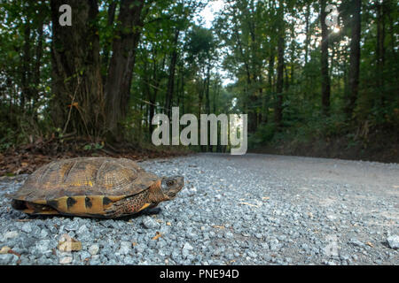 Tortue des bois sur le bord d'une route de gravier - Glyptemys insculpta Banque D'Images