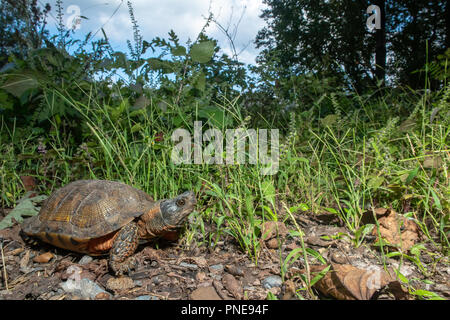 Tortue des bois sur le bord d'une route de gravier - Glyptemys insculpta Banque D'Images