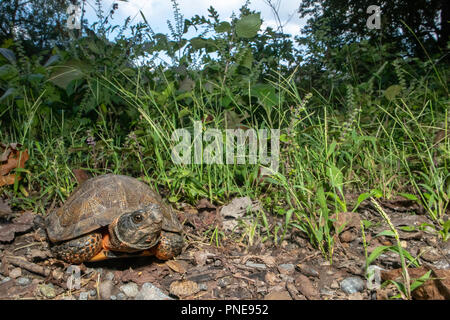 Tortue des bois sur le bord d'une route de gravier - Glyptemys insculpta Banque D'Images